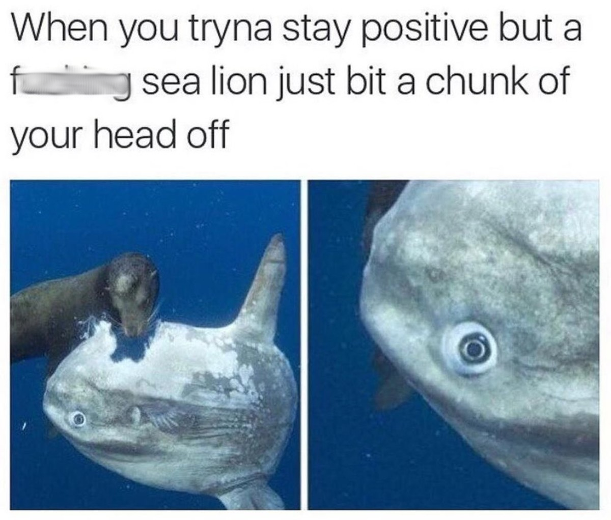 you tryna stay positive - When you tryna stay positive but a y sea lion just bit a chunk of your head off
