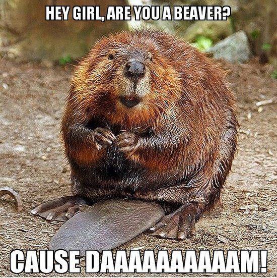 beaver pick up line - Hey Girl, Are You A Beaver? Cause Daaaaaaaaaam!