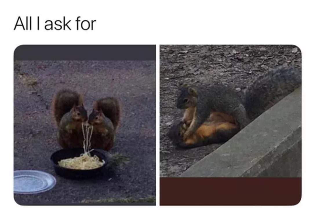 squirrel date meme - Alll ask for