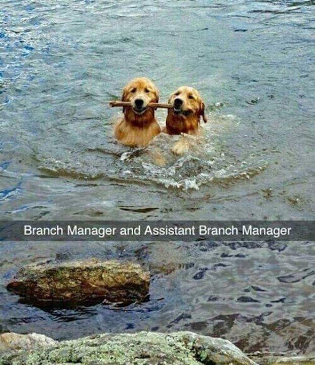 branch manager and assistant branch manager dogs - Branch Manager and Assistant Branch Manager