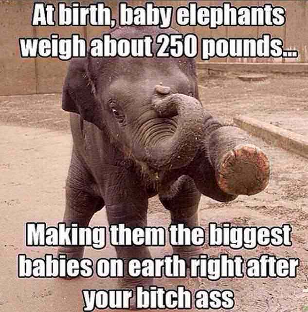 muriwai - At birth, baby elephants weigh about 250 pounds.. Making them the biggest babies on earth right after your bitch ass