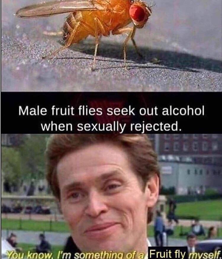 norman osborn - Male fruit flies seek out alcohol when sexually rejected. Neces You know I'm something of a Fruit fly myself.