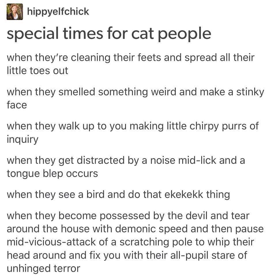 special times for cat people - hippyelfchick special times for cat people when they're cleaning their feets and spread all their little toes out when they smelled something weird and make a stinky face when they walk up to you making little chirpy purrs o