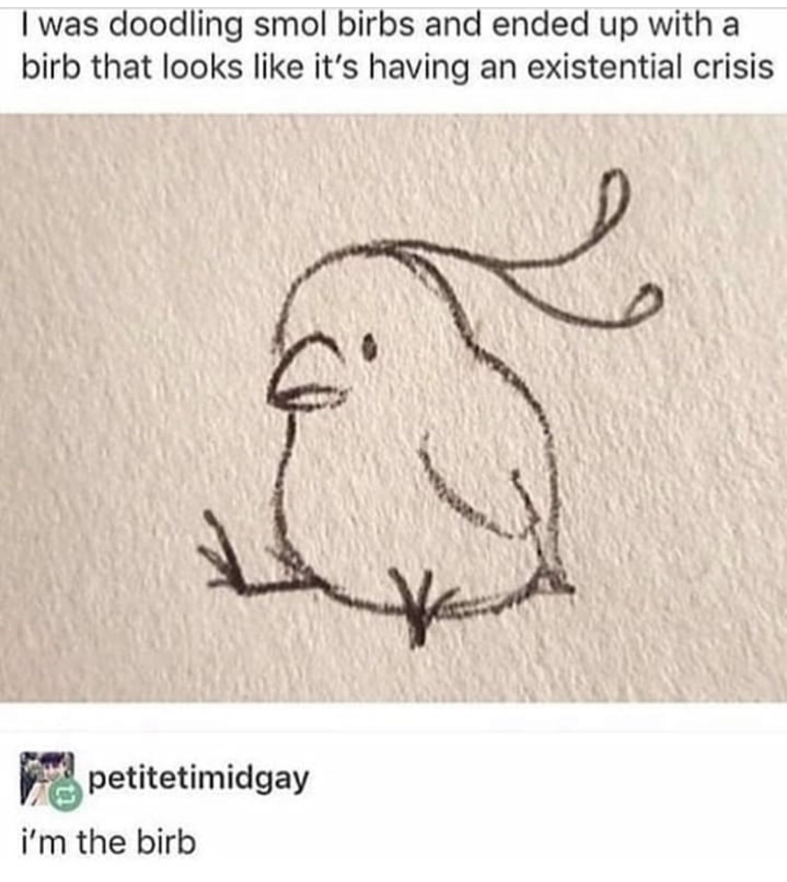 smol birb - I was doodling smol birbs and ended up with a birb that looks it's having an existential crisis petitetimidgay i'm the birb