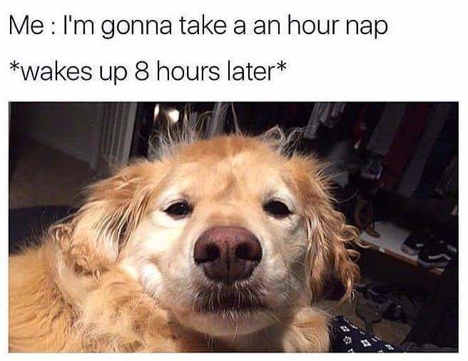 dog waking up meme - Me I'm gonna take a an hour nap wakes up 8 hours later