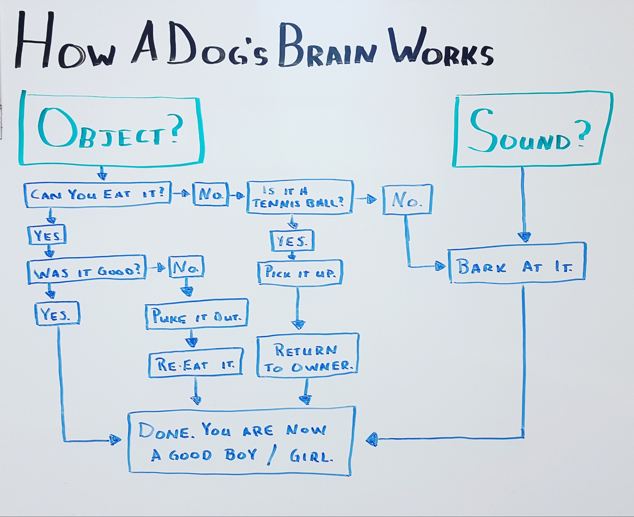 diagram - How A Dosis Braw Works Obsear? Sound? Can You Eat It Nos Tennis Ball! Yes Was It 6000 Prere it up Bark At It Yes. Yes Pares et dur Re Eat It Return To Owner Done. You Are Now A Good Bor Girl.