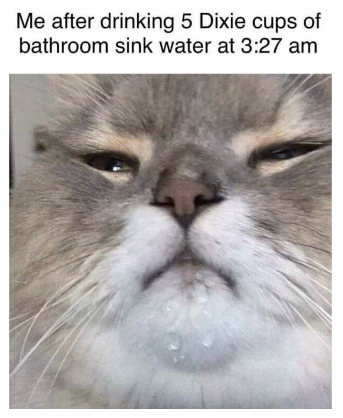 cat drinking water meme - Me after drinking 5 Dixie cups of bathroom sink water at