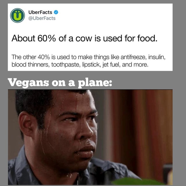 sweating intensifies meme - UberFacts About 60% of a cow is used for food. The other 40% is used to make things antifreeze, insulin, blood thinners, toothpaste, lipstick, jet fuel, and more. Vegans on a plane