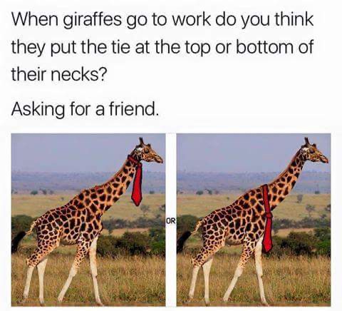 giraffe and unicorn meme - When giraffes go to work do you think they put the tie at the top or bottom of their necks? Asking for a friend. Or