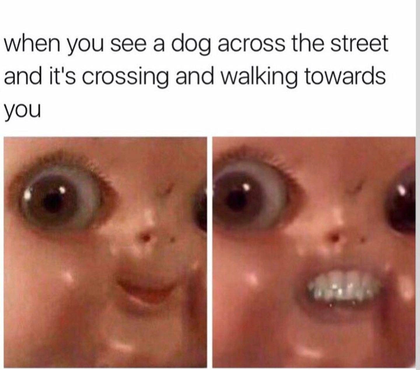 you see a dog across the street meme - when you see a dog across the street and it's crossing and walking towards you