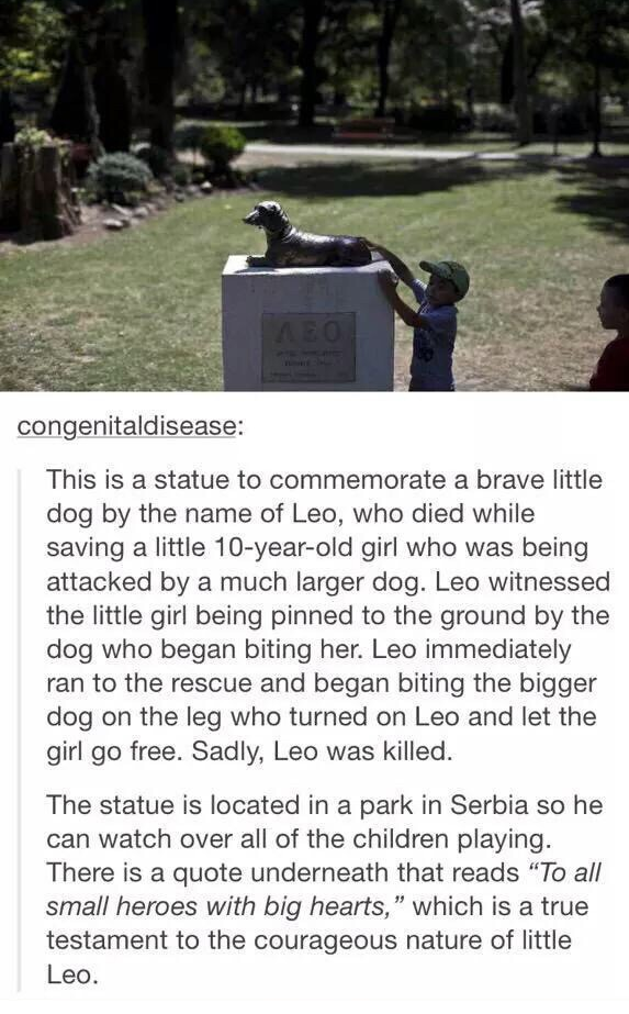 leo the dog statue - congenitaldisease This is a statue to commemorate a brave little dog by the name of Leo, who died while saving a little 10yearold girl who was being attacked by a much larger dog. Leo witnessed the little girl being pinned to the grou