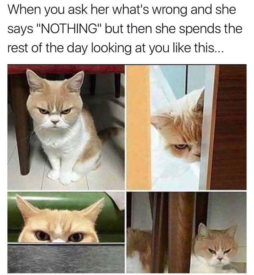 angry cat meme - When you ask her what's wrong and she says "Nothing" but then she spends the rest of the day looking at you this...