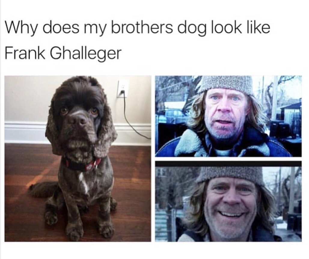william macy cocker spaniel - Why does my brothers dog look Frank Ghalleger