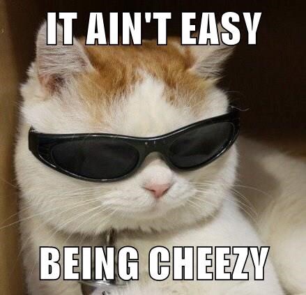 cheezburger funny cat - It Ain'T Easy Being Cheezy
