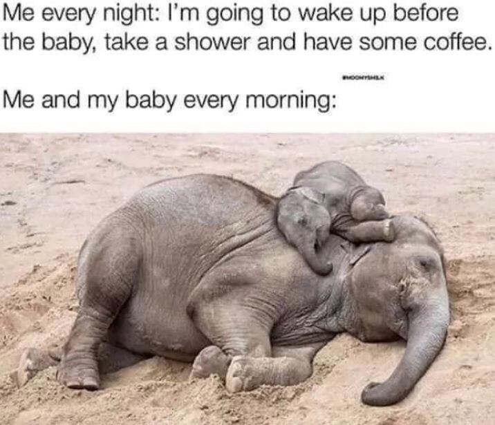 sleeping elephants - Me every night I'm going to wake up before the baby, take a shower and have some coffee. Moontok Me and my baby every morning
