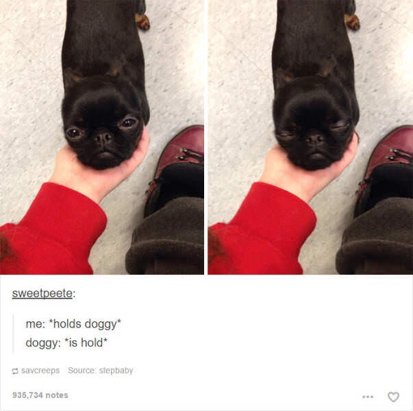 me holds doggy doggy is hold - sweetpeete me holds doggy doggy is hold savcreeps Source stepbaby 935,734 notes