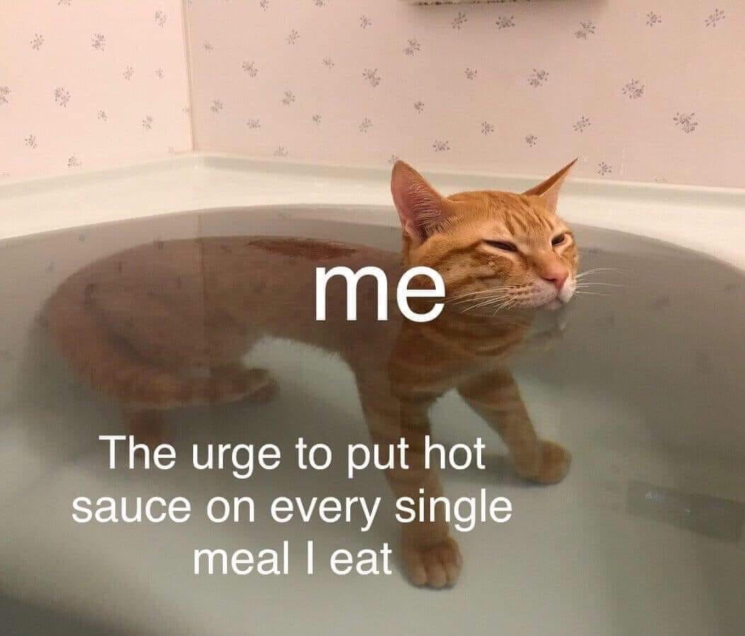 cat hot sauce meme - me The urge to put hot sauce on every single meal I eat