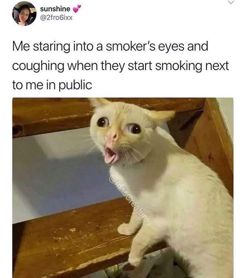 little kids laugh cat - sunshine Me staring into a smoker's eyes and coughing when they start smoking next to me in public WldasCreatures