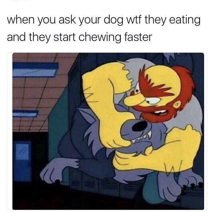 your dog starts chewing faster meme - when you ask your dog wtf they eating and they start chewing faster