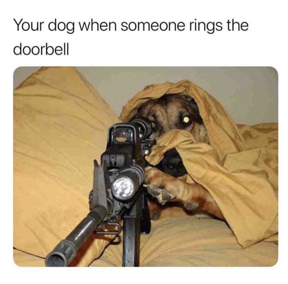 target acquired meme - Your dog when someone rings the doorbell