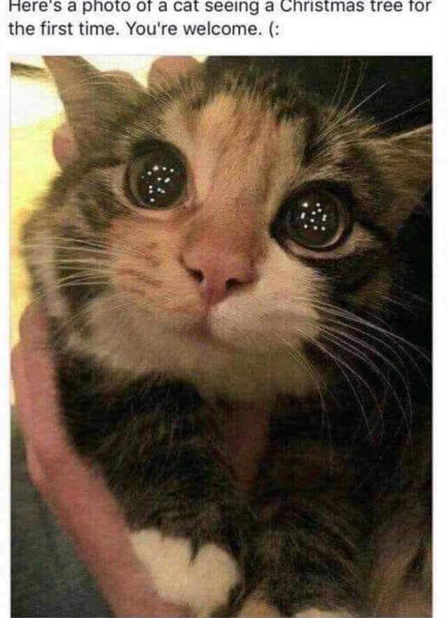 cat first time christmas tree - Here's a photo of a cat seeing a Christmas tree for the first time. You're welcome.