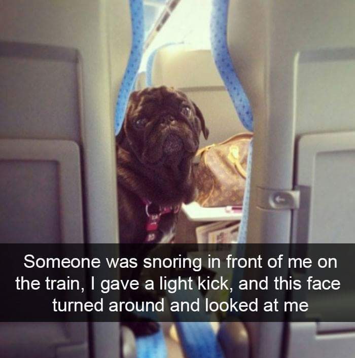 funny snapchats of animals - Someone was snoring in front of me on the train, I gave a light kick, and this face turned around and looked at me