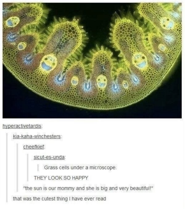 grass cells under a microscope - hyperactivetardis kiakahawinchesters cheefkief sicutesunda Grass cells under a microscope They Look So Happy 'the sun is our mommy and she is big and very beautiful!" that was the cutest thing I have ever read