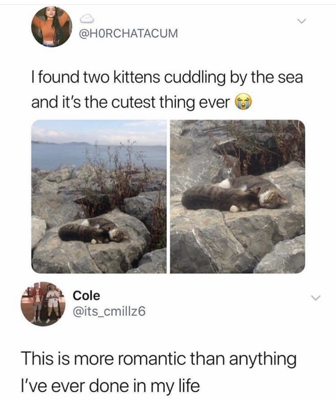 found two kitties cuddling by the sea - I found two kittens cuddling by the sea and it's the cutest thing ever Cole This is more romantic than anything I've ever done in my life
