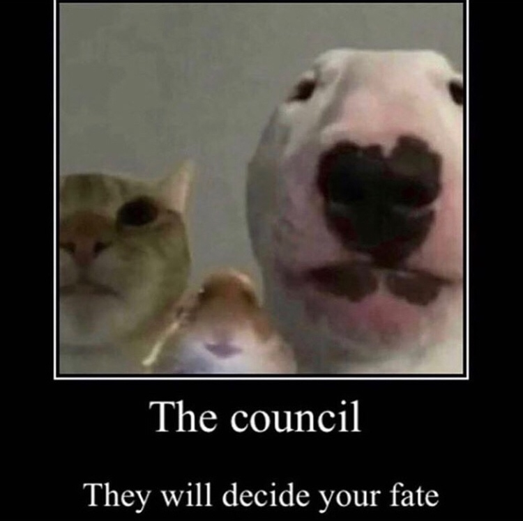 council will decide your fate meme animals - The council They will decide your fate