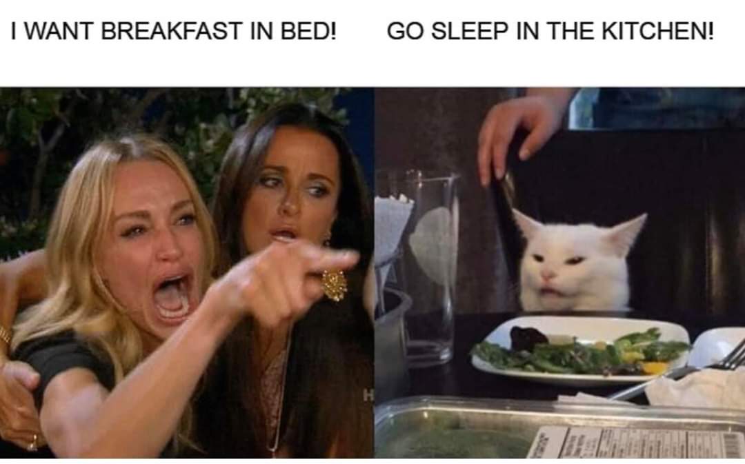 woman yelling at cat meme christmas - I Want Breakfast In Bed! Go Sleep In The Kitchen!