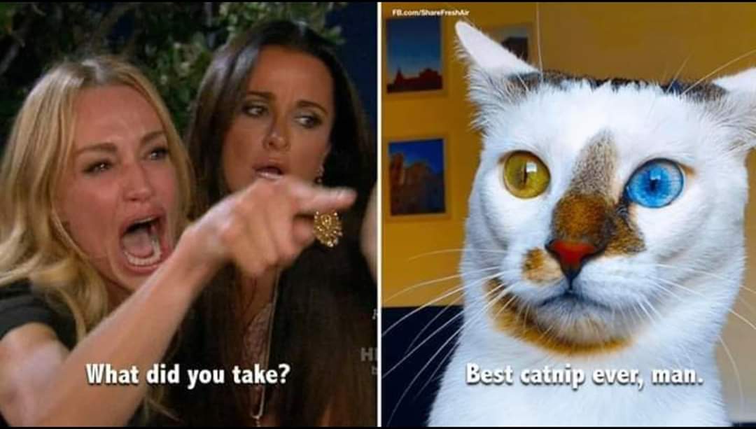 woman yelling cat meme - Fb.comfrer Hi What did you take? Best catnip ever, man.