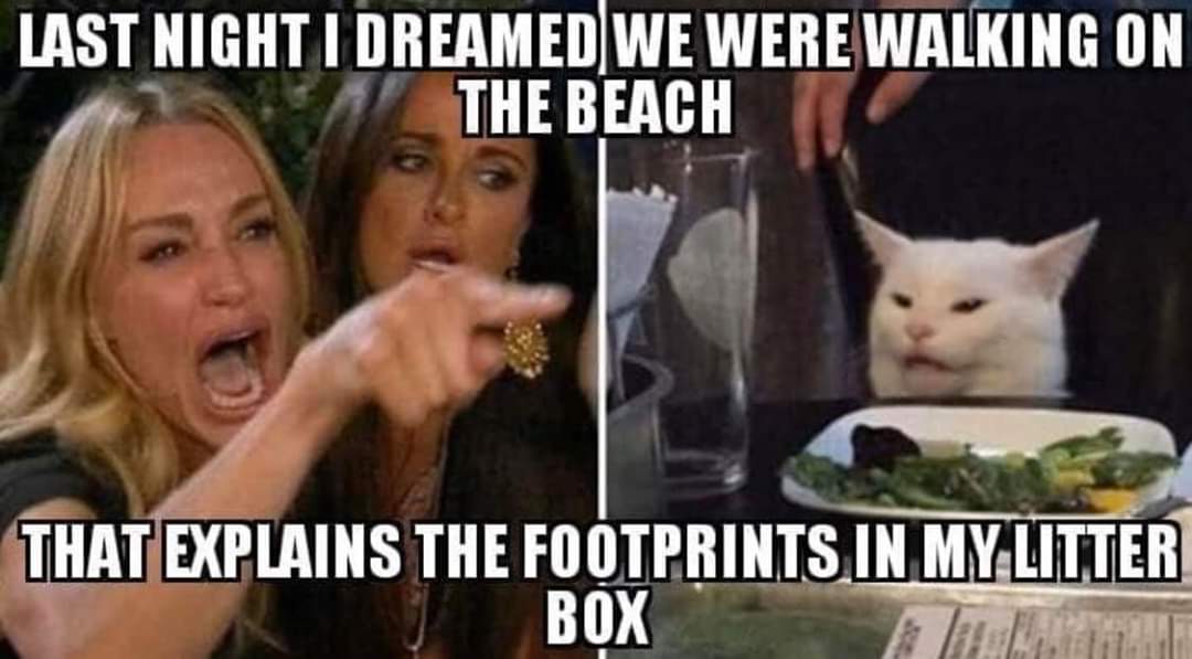 lady and cat meme - Last Night I Dreamed We Were Walking On The Beach That Explains The Footprints In My Litter Box