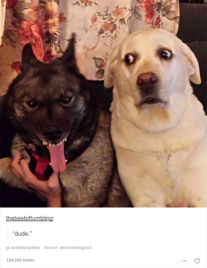 dog funny - thebestoftumbling "dude." swanklyhankley Source weirdnessisgood 124,242 notes