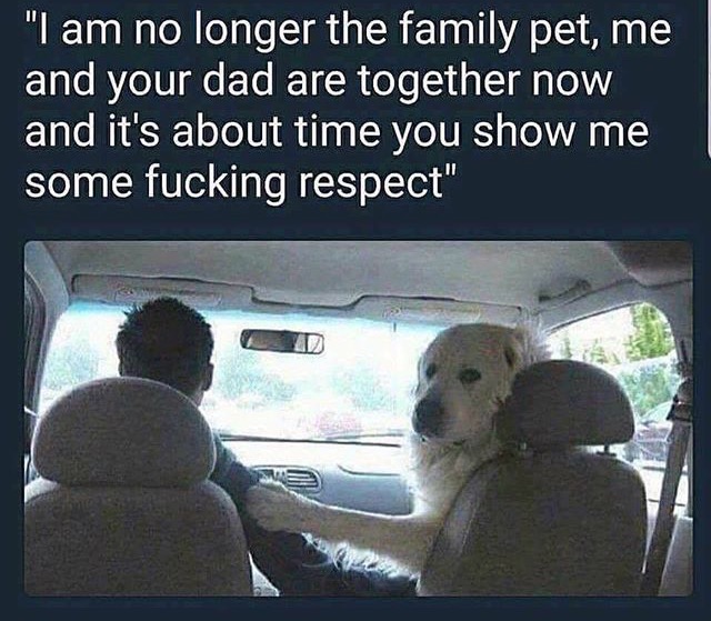 am no longer the family pet meme - "I am no longer the family pet, me and your dad are together now and it's about time you show me some fucking respect"