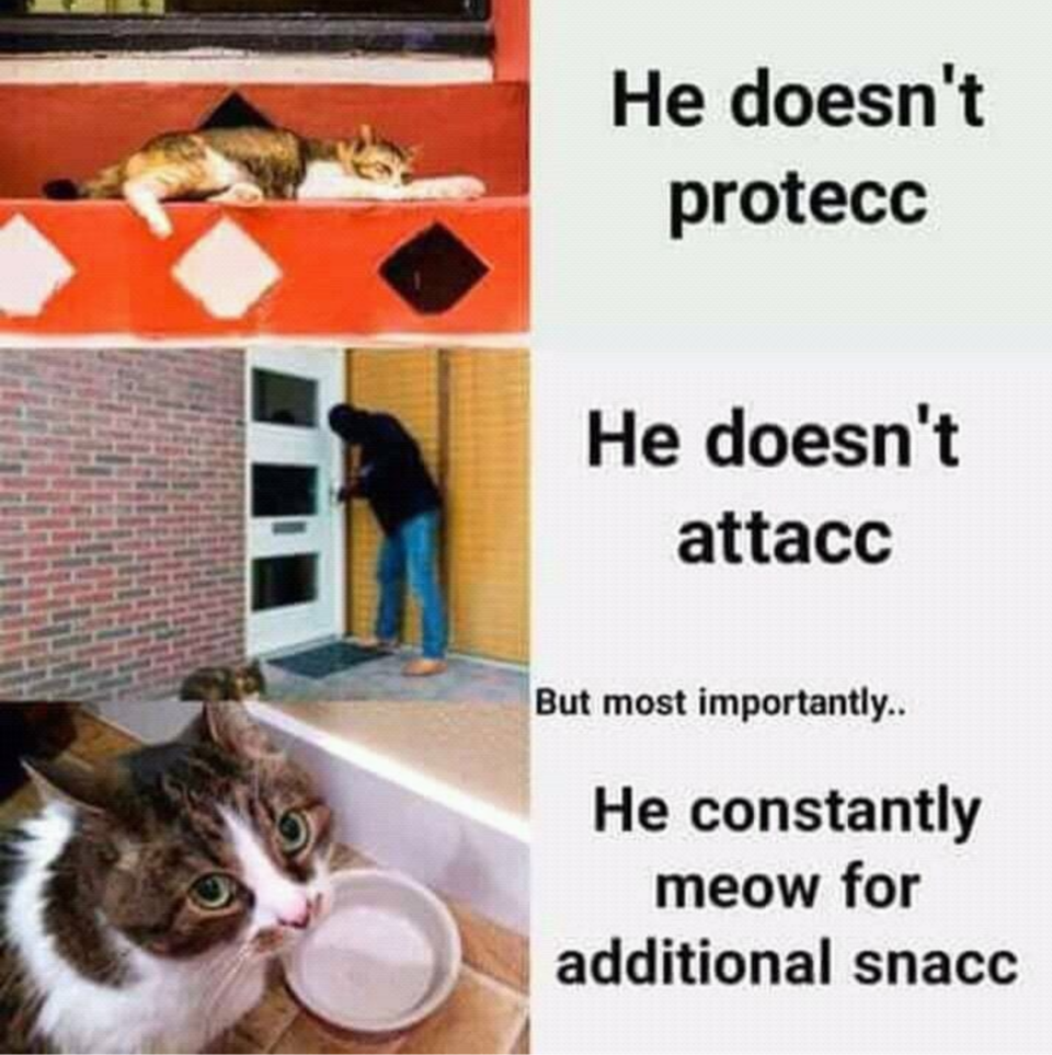 cats can have a little salami - He doesn't protecc He doesn't attacc But most importantly.. He constantly meow for additional snacc