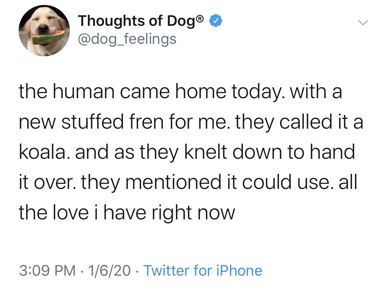 angle - Thoughts of Dog the human came home today. with a new stuffed fren for me. they called it a koala. and as they knelt down to hand it over. they mentioned it could use. all the love i have right now 1620 Twitter for iPhone