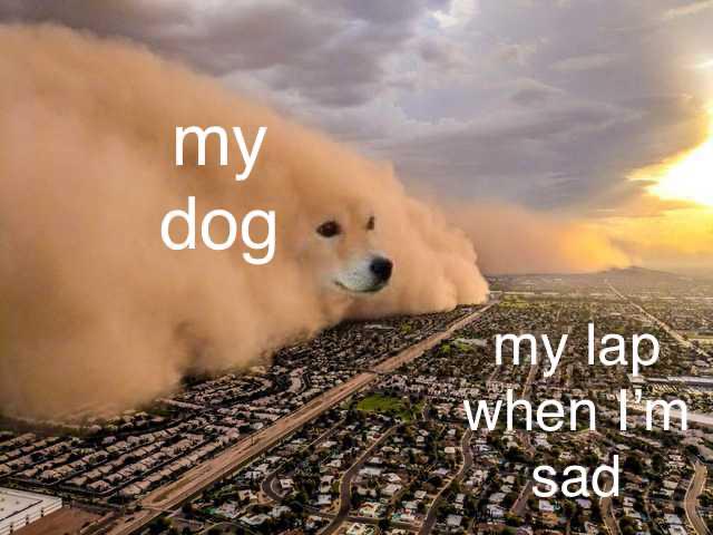 dust storm - my dog my laps when I'm sad
