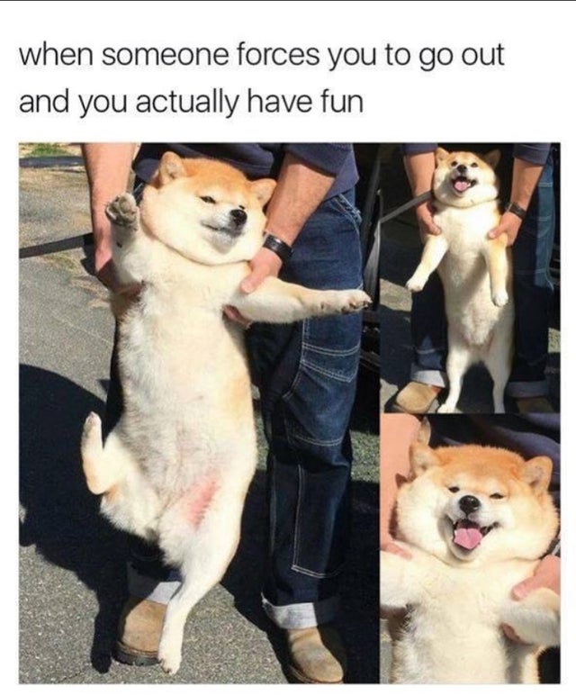funny shiba inu meme - when someone forces you to go out and you actually have fun
