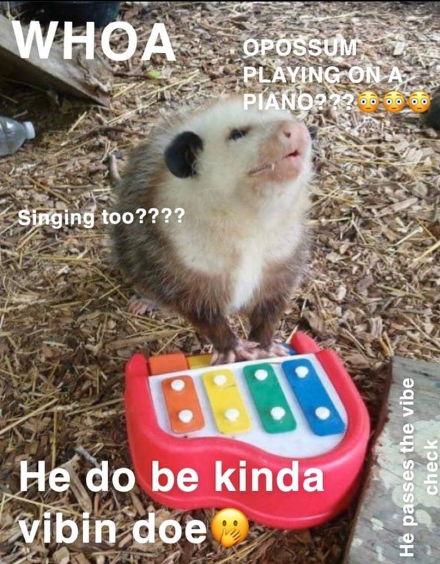 sing us a song piano man - Whoa Opossum Opossum Playing On A PIANO272........ Singing too???? 0013 He do be kinda vibin doe He passes the vibe check