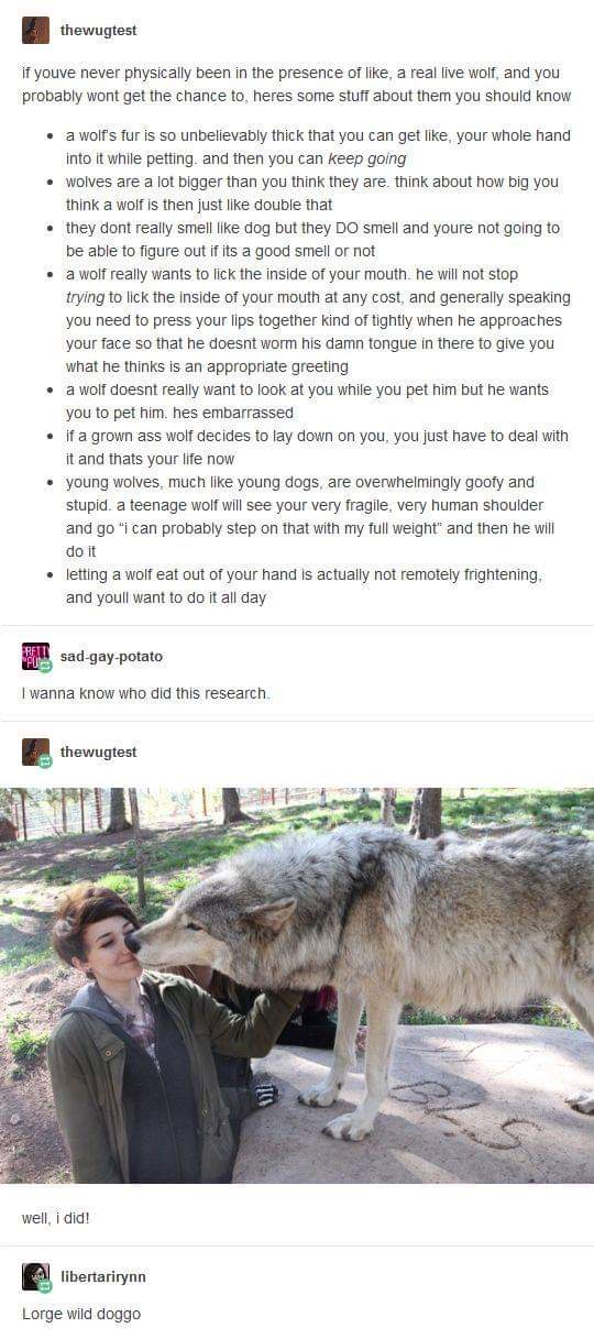 wolf funny - thewugtest if youve never physically been in the presence of , a real live wolf, and you probably wont get the chance to heres some stuff about them you should know . a wolf's fur is so unbelievably thick that you can get your whole hand into