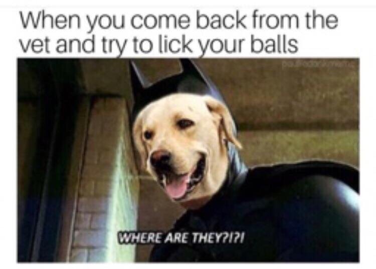 tasteless memes - When you come back from the vet and try to lick your balls Where Are They?I?!