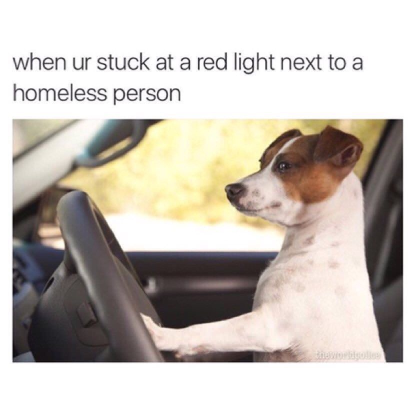 man driving dog - when ur stuck at a red light next to a homeless person