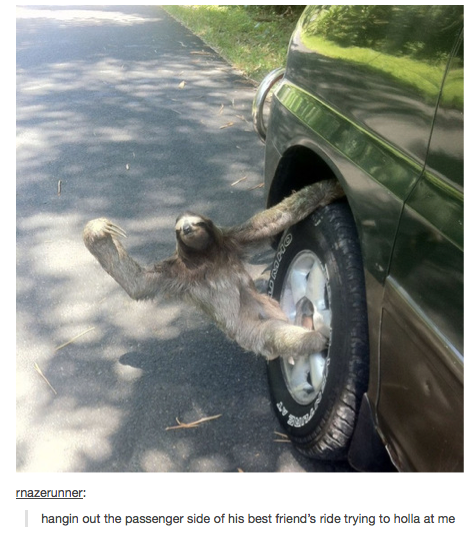 sloth no scrubs - rnazerunner hangin out the passenger side of his best friend's ride trying to holla at me