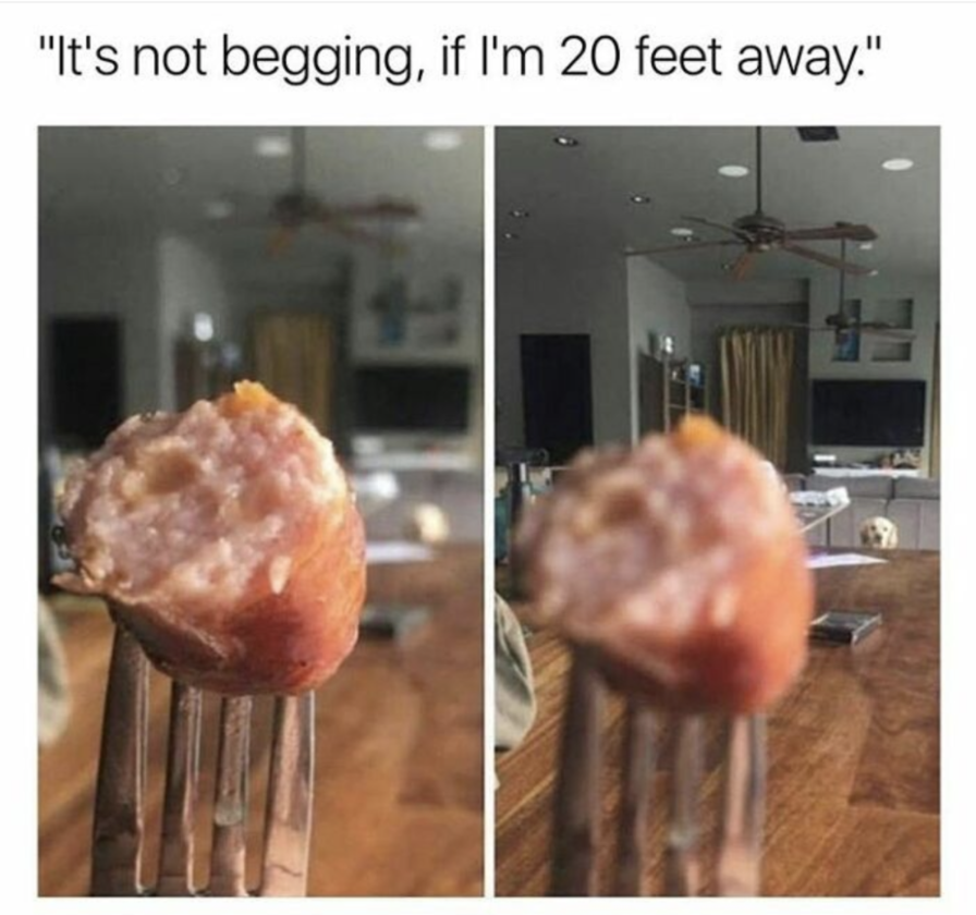 out of focus meme - "It's not begging, if I'm 20 feet away."