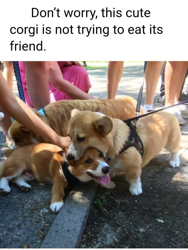 r peoplefuckingdying - Don't worry, this cute corgi is not trying to eat its friend.