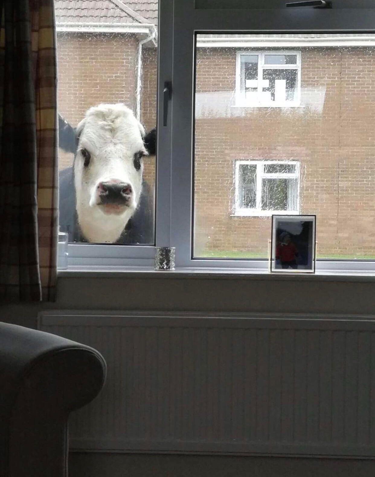 cow looking through window