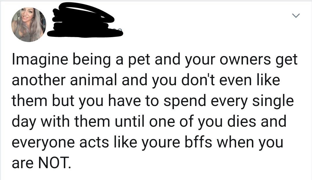animal - Imagine being a pet and your owners get another animal and you don't even them but you have to spend every single day with them until one of you dies and everyone acts youre bffs when you are Not.