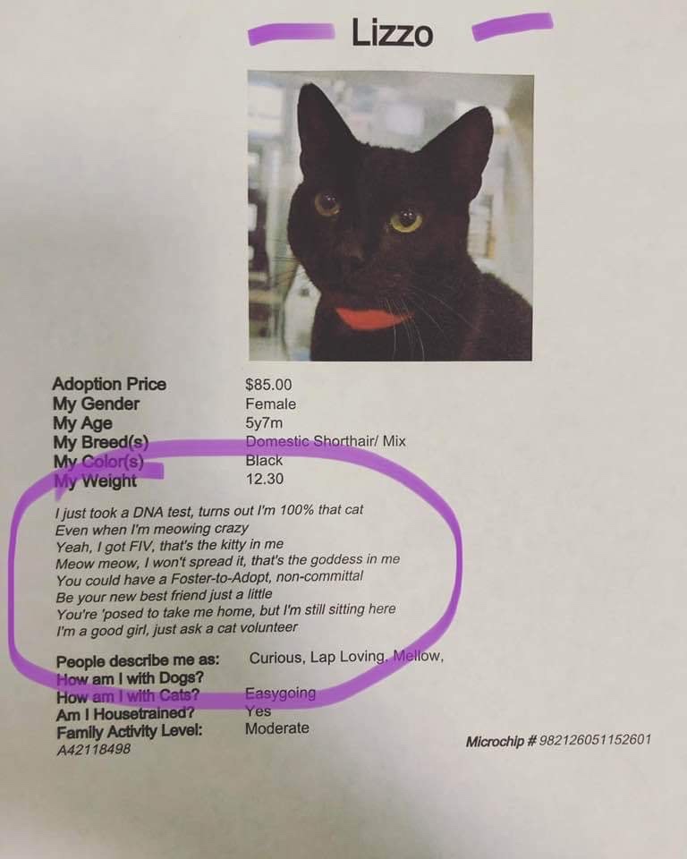 black cat - Lizzo Adoption Price My Gender My Age My Breeds My Colors My Weight $85.00 Female 5y7m Domestic Shorthair Mix Black 12.30 I just took a Dna test, turns out I'm 100% that cat Even when I'm meowing crazy Yeah, I got Fiv, that's the kitty in me M