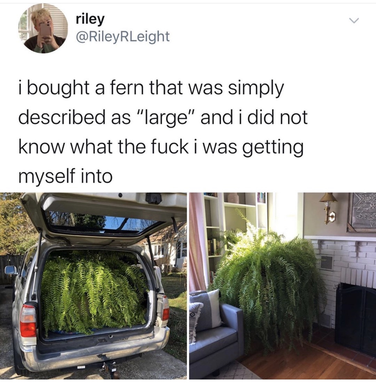 grass - riley i bought a fern that was simply described as "large" and i did not know what the fuck i was getting myself into