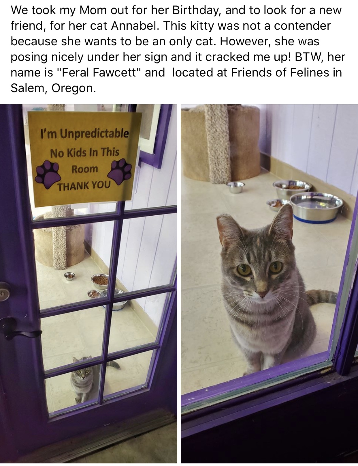 photo caption - We took my Mom out for her Birthday, and to look for a new friend, for her cat Annabel. This kitty was not a contender because she wants to be an only cat. However, she was posing nicely under her sign and it cracked me up! Btw, her name i